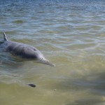 Wilder Delfin
